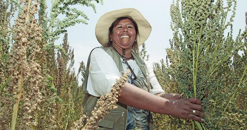 Cinco regiones (Puno, Arequipa, Ayacucho, Apurímac y Cusco) producen el 89% del total de la producción nacional del ‘grano de oro’.